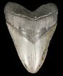 Serrated, Fossil Megalodon Tooth - Georgia #52400-1